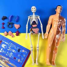 1 buah Model Kerangka dan Organ Dalam yang Dapat Dilepas - Cocok untuk Pengajaran Anatomi, Sempurna untuk Penggunaan di Kelas Sains, Alat Pembelajaran Praktis; Model ini dapat secara detail menampilkan struktur organ yang kompleks. - MultiWarna - View 6
