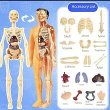 Esqueleto y órganos internos desmontables - Adecuado para modelo de enseñanza de anatomía, perfecto para uso en el aula de ciencias, herramienta educativa práctica; este modelo puede presentar finamente la estructura de órganos complejos. - Multicolor - Ver 3