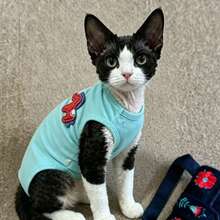 Pakaian Hewan Peliharaan Rompi Terusan Berkaki Empat, Palet Warna Kuda Poni 3D Morandi 3 Warna, Lapisan Dasar Pas Badan, Anti Rontok, Anti Dingin, Untuk Kucing Tanpa Bulu Abyssinian dan Devon Rex - Mint Blue - View 2
