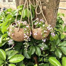 2pcs Natural Coconut Shell Hanging Planters, Rustic Style Hanging Baskets With Jute Rope, Suitable For Indoor Plants, Home Garden Wall Decor - A - View 7