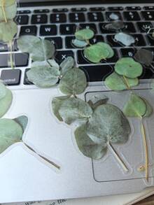 1 Pack 20pcs Vintage PET Eucalyptus Leaf Planner Decorative Stickers - DT091 - View 3