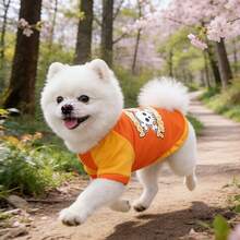 Pet Halloween Funny T-Shirt Orange & Yellow Color Block Dog Raglan Tee Dog Mesh T-Shirt Skull Print Small Dog Pomeranian Teddy Spring Summer Top Bichon Teddy Pomeranian Teddy Spring Summer Skull Print Top - Coral Orange - View 6