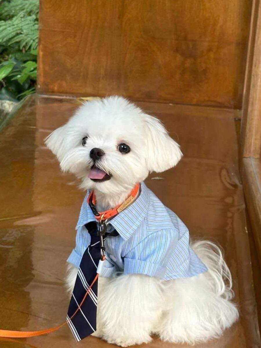 Baju Hewan Peliharaan Ringan dan Bernapas untuk Musim Panas, Kaos Anjing Kasual Berkancing Depan, Pakaian Hewan Peliharaan Lembut, Cocok untuk Anjing dan Kucing Kecil - MultiWarna - View 1
