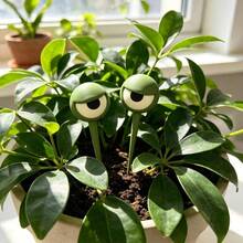 2pcs Funny Grumpy Face Potted Plant Eyes Decor, 3D Embossed Plant Stakes, Miniature Garden Sculpture, Quirky Flower Pot Decoration - Green - View 8