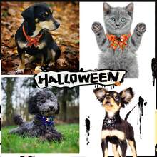 6/10pcs Halloween Pet Bow Tie Pumpkin Hat Decor, Holiday Party Supplies, Universal For Cats And Dogs, Random Color - Multicolor - View 12
