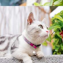 Cat Rhinestone Collar With Bell, Quick Release Safety Buckle Design, Suitable For Small Cats And Small Dogs, Cute And Soft For Princess Cats And Prince Cats - Hot Pink - View 6