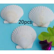 5/10 Large Natural Scallop Shells, For Crafts DIY Painting, Jewelry Making, Home Decor, Photography Props, Wedding Decor Gifts. Size: 7-8cm/2.75-3.15inch - 1 - View 9