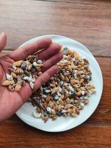 1000g/500g Natural Shells And Conch Decor, Mixed Natural Shells, Starfish And Scallops, Multiple Sizes, Beach Theme Party, DIY Crafts, Aquarium Decoration, Home Decor, Wedding Decor (Small), Wedding Decor, Random Sizes, Halloween Gift - Set - View 2