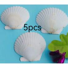 5/10 Large Natural Scallop Shells, For Crafts DIY Painting, Jewelry Making, Home Decor, Photography Props, Wedding Decor Gifts. Size: 7-8cm/2.75-3.15inch - 1 - View 8