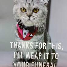 2027 Cat Calendar, Humorous And Funny Cat Wall Calendar, Includes 12 Months Of Images, Large Writing Space For Home Planning - Multiple Styles - View 6