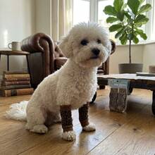 Pelindung Kaki Rajut untuk Hewan Peliharaan, Penghangat Kaki Anjing Panjang Elastis, Pelindung Siku dan Lutut, Cocok untuk Anjing Kecil dan Sedang, Pelindung Kaki Anti Kotoran untuk Penggunaan di Dalam dan Luar Ruangan - MultiWarna - View 6