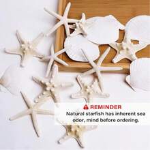 Set Of 9 Or 15 Starfish Decorations; Small Starfish And Mini Seashells Suitable For Crafting; Scallop And Clam Shells Perfect For DIY Ocean-Themed Parties, Weddings, And Gatherings. - 1 - View 4