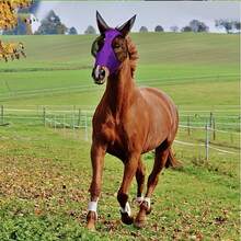 1件多巴胺馬臉面罩,透氣防蚊面罩,防馬蠅面罩,馬術裝備,馬蠅面罩全臉UV防護馬臉面罩,透氣細網馬蠅面罩,輕量彈性耳罩,透氣,防蟲防UV,適合馬主和馬愛好者 - 彩色 - 查看 5