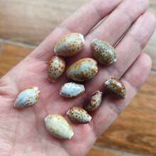 5/10pcs Mini Red Spotted Cowrie Shells, Natural Tiny Seashells, DIY Jewelry Making, Resin Craft Materials, Ocean Theme Micro Landscape Home Decor, Christmas Holiday Gift, Halloween Gift - Set - View 14