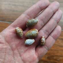 5/10pcs Mini Red Spotted Cowrie Shells, Natural Tiny Seashells, DIY Jewelry Making, Resin Craft Materials, Ocean Theme Micro Landscape Home Decor, Christmas Holiday Gift, Halloween Gift - Set - View 13