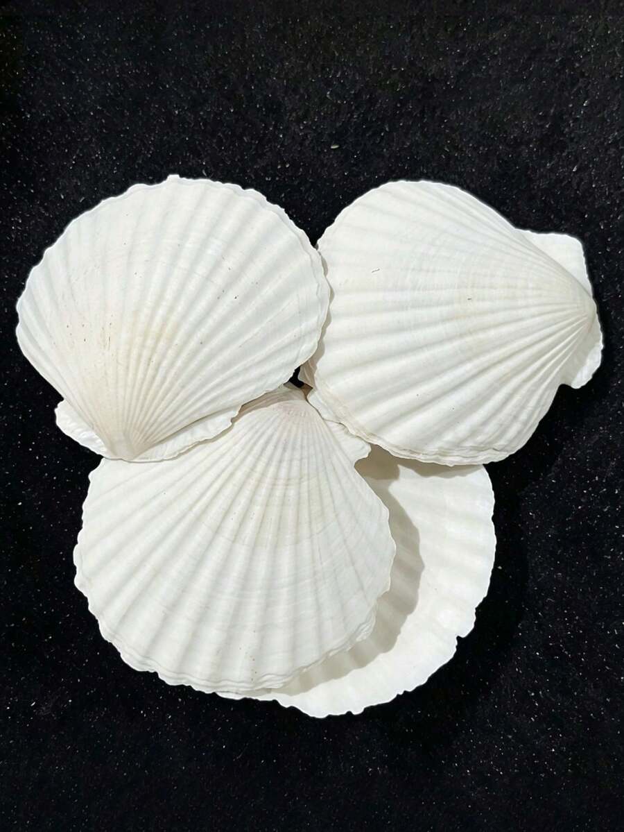 Cangkang Kerang Alami, Kerang Laut Putih, Dikumpulkan dari Pantai, Dapat Digunakan untuk Kerajinan Tangan dan Dekorasi Rumah - Putih - View 1