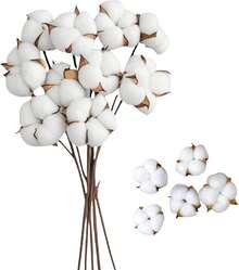 Natural Dried Cotton Decor, Set Of 10 Cotton Stems Plus 5 Cotton Flower Heads For Wedding And Home Decoration - 10Pcs - View 9