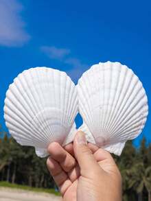 Cangkang Kerang Alami, Kerang Laut Putih, Dikumpulkan dari Pantai, Dapat Digunakan untuk Kerajinan Tangan dan Dekorasi Rumah - Putih - View 2