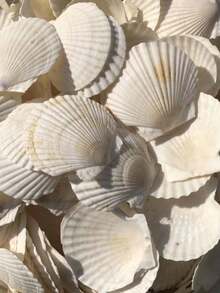 Cangkang Kerang Alami, Kerang Laut Putih, Dikumpulkan dari Pantai, Dapat Digunakan untuk Kerajinan Tangan dan Dekorasi Rumah - Putih - View 11