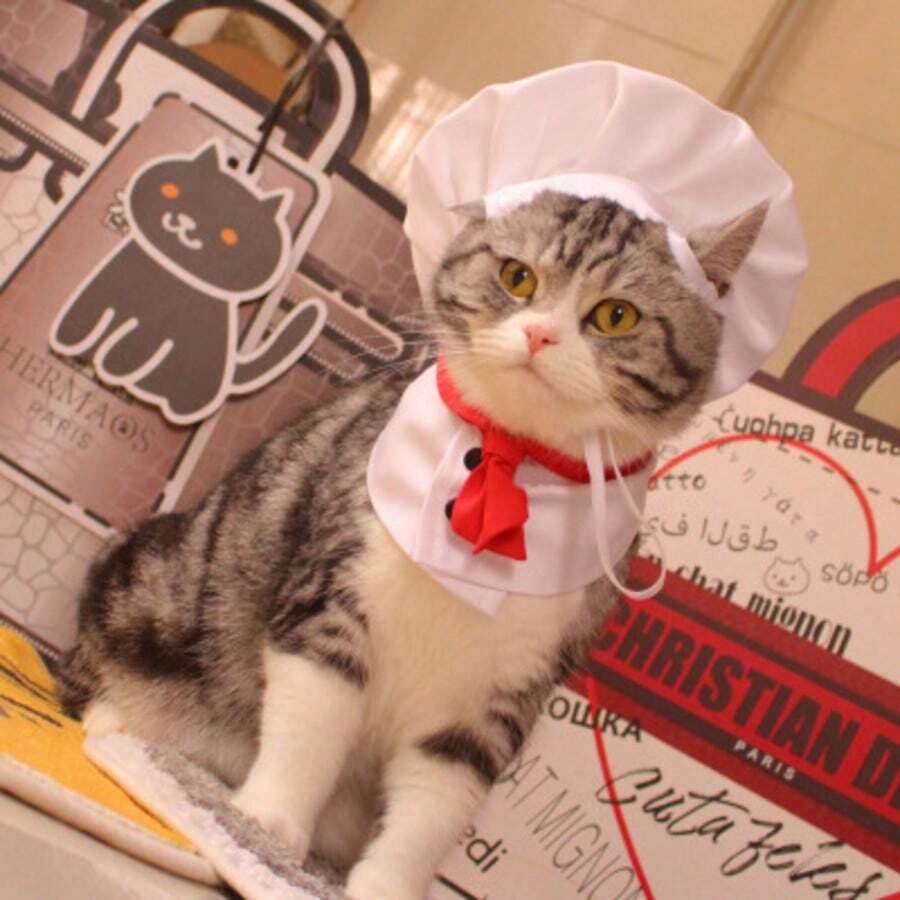 1SET Cat Dog Pet Costume Funny Chef Outfit With Hat Little Chef - White - View 1