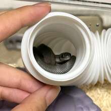 2PCS Reptile Enrichment Set, Retractable Snake Hide Tube + Snake Climbing Ring Decor, Stress Relief Terrarium Accessories, Suitable For Ball Python, Corn Snake And Other Small Reptiles, Fits Small Ball Python Snakes, Reptile Climbing Toy Hammock, Tank Snake Accessories - Multicolor - View 6