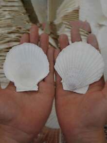 Cangkang Kerang Alami, Kerang Laut Putih, Dikumpulkan dari Pantai, Dapat Digunakan untuk Kerajinan Tangan dan Dekorasi Rumah - Putih - View 4