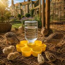 Automatic Poultry Waterer For Chicks And Ducklings, Anti-Drowning Drinking Tool, Essential Brooder Supplies For Raising Chickens - Multicolor - View 7