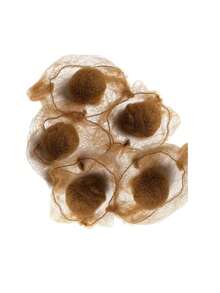 Brown Elastic Hair Net, Invisible Hair Net Headscarf, Suitable For Women, Ideal For Catering Service, Ballet Troupe, Sleep, Flight Attendants, Nurses, Fine Professional Hair Bun Net - Brown - View 8