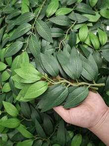 50/25/1pc (For Reading) Willow Leaf Artificial Greenery Decoration, Suitable For Home Decor, Wedding, Party Table Centerpiece, Realistic Artificial Branches With Plastic Leaves, Spring/Summer Wedding Graduation Table Decor - Multicolor - View 4