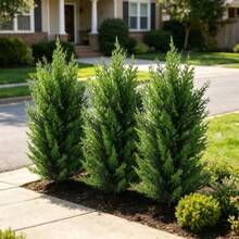 1/2/3/4 Pcs Artificial Ground Plug Tree Pine Tree - With Ground Plug, High-Quality Oversized Simulation Green Plant, Tropical Green Plant, Maintenance-Free, Suitable For Villa Courtyards, Leisure Corners, Sunrooms, Pool Areas, Hotels, Offices - Green - View 6