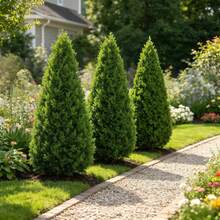 1/2/3/4 Pcs Artificial Ground Plug Tree Pine Tree - With Ground Plug, High-Quality Oversized Simulation Green Plant, Tropical Green Plant, Maintenance-Free, Suitable For Villa Courtyards, Leisure Corners, Sunrooms, Pool Areas, Hotels, Offices - Green - View 3