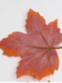 5/2/1pc - Autumn Maple Leaf Wreath, 5.6ft Artificial Maple Leaf Autumn Wreath, Hanging Autumn Vine Tabletop Decor - Durable And Reusable, Suitable For Thanksgiving Family Gathering, Front Door Autumn Decor, Room Decor, Room Decor, Home Decor, Autumn Home Decor, Christmas Home Decor - Multicolor - View 13