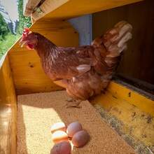 3/7/12pcs Coconut Palm Bedding Mats, Moisture Resistant & Insulating Nesting Pads For Hens, Birds, Rabbits, Reptiles & Hamsters, Reusable Poultry Bedding Material For Egg Production, Natural Nesting Box Liners For Chicken Coops & Pet - A - View 5