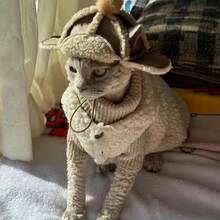 2pcs Pet Lamb Wool Vest Set, Warm Clothing For Cats, Suitable For Home And Outdoor Wear, For Devon Rex, Sphynx Hairless Cats, High Neck Knitted Patchwork Thickened Skin-Friendly Button Pet Clothes - Apricot - View 5