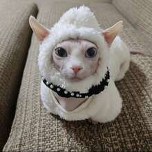 Pakaian Musim Dingin untuk Kucing Kecil hingga Sedang, Motif Domba Putih, Hangat dan Nyaman, Cocok untuk Kucing Sphynx Tanpa Bulu. - Putih - View 4