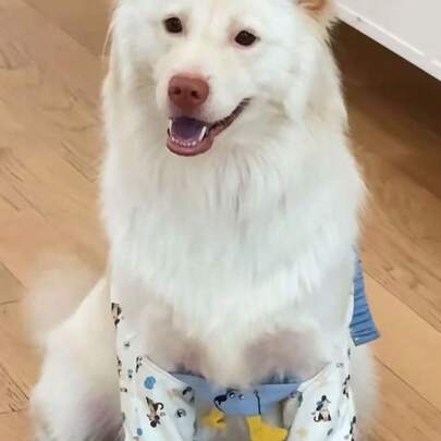Anti-Abrasion Anti-Dirt Dog Knee Pads Protective Sleeves Pet Front Leg Elbow Guards For Medium And Large Dogs Samoyed Golden Retriever Joint Random Shipment