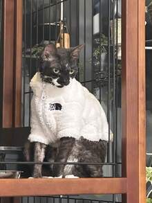 3-Color Fashion Winter Pet Coat, Hairless Cat Clothing, Sphynx Devon Thick Warm Fleece Jacket, 4-Color Lamb Fleece Warm Coat - White - View 5