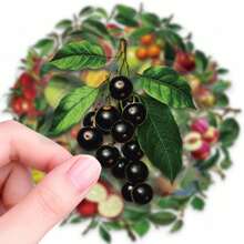 56pcs Tropical Fresh Fruit Graffiti PET Stickers, Suitable For Decorating Journals, Phone Cases, Notebooks, Tablets, Skateboards, Guitars, Party Packaging, Water Bottles And Luggage - Multicolor - View 6