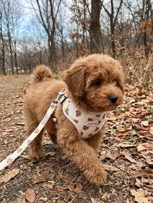 Custom Embroidered Name Dog Harness And Leash Set, Cute Bear Print Personalized Pet Vest Harness For Small Dogs, Adjustable Soft Puppy Walking Leash Kit, Customized Dog Gift - Multicolor - View 3