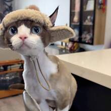 2pcs Pet Lamb Wool Vest Set, Warm Clothing For Cats, Suitable For Home And Outdoor Wear, For Devon Rex, Sphynx Hairless Cats, High Neck Knitted Patchwork Thickened Skin-Friendly Button Pet Clothes - Apricot - View 9