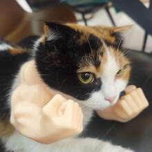 1pc Pet Muscle Arm Neck Accessory, Muscle Style Green Bicep Design Cat Dog Costume, Funny Photo Prop Novelty Toy - Multicolor - View 2