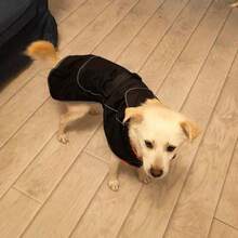 1pc Dog Raincoat Waterproof Windproof Jacket With Adjustable Reflective Strip, Green & Black Color - Black - View 4