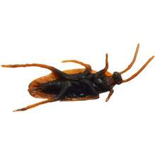 Realistic Fake Cockroach Prank Insect Toy, Lifelike Plastic Roach, Novelty Practical Joke Prop, Surprise Scare Toy For Party & April Fool Gag Gift - Multicolor - View 6