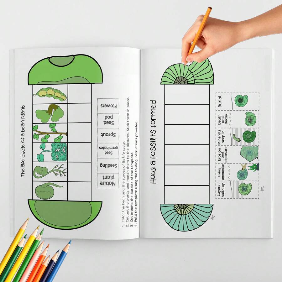 Life Cycle Educational Activity Notebook, Cut And Paste Sequencing, Picture Matching, Visual Recognition, Science Learning, Logical Thinking, Fine Motor Skills, Observation, Focus & Hands-On Practice - Life Cycle Sequencing - View 1