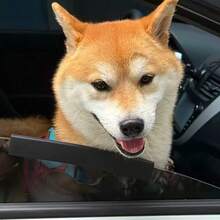 Dog Window Handrail, Soft Foam Pet Window Guardrail For Car Travel, Universal Window Threshold Buffer, Anti Saliva And Rain Protection Strip, Dog Comfortable Chin Support Pad, Pet Road Travel Accessories, Protect The Windows - one-size - View 4