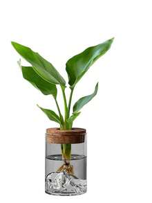 Hydroponic Planter With Wooden/Plastic Lid - A Transparent Seed Pot Suitable For Indoor Hydroponic Gardens, Used For Growing Air-Purifying Green Plants And Plants - Modern Country Style Planter. - A - View 4