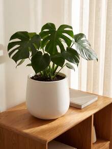 1pc Modern Matte White Plant Pot With Matching Tray, Round Minimalist Indoor Planter With Drainage Hole, Lightweight Shatter-Resistant Decorative Pot, Suitable For Home Living Room, Fits Pothos, Succulents And Indoor Plants - A - View 5