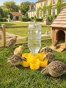 Automatic Quail Waterer 6-Cup Poultry Waterer Suitable For Chickens And Ducks Transparent Bird Water Feeder Poultry Water Dispenser - Multicolor - View 5
