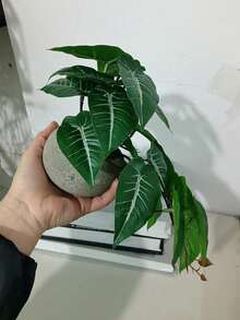 1pc Artificial Potted Plant For Home Decor, Valentine Day, Gift Gifts Birthday Graduation - Green - View 10
