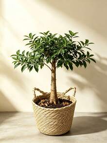 Giỏ lưu trữ đan tối giản, giỏ trồng cây phong cách Bohemian bằng cỏ biển, giá đỡ chậu hoa thủ công, trang trí nhà cửa, chậu trồng cây trong nhà - Giỏ đan tai mèo - Xem 2